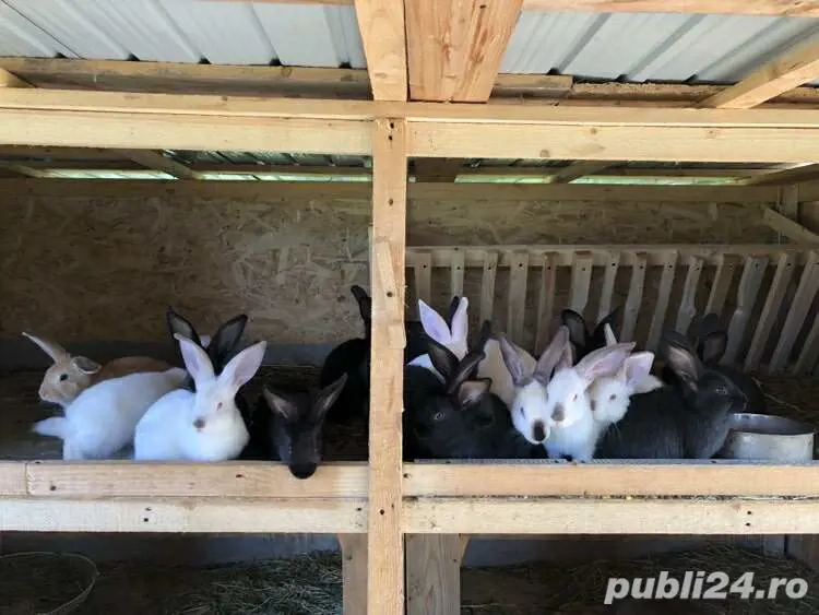 mascul berbec german  mascul berbec german