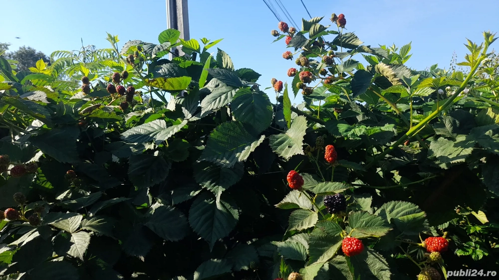 Rasad Mur Fruct mare