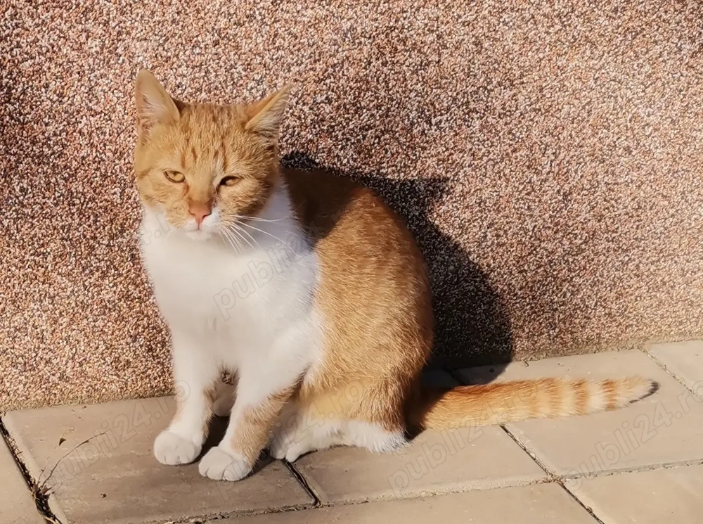 Donez pisică 1 an jumate  Donez pisică 1 an jumate