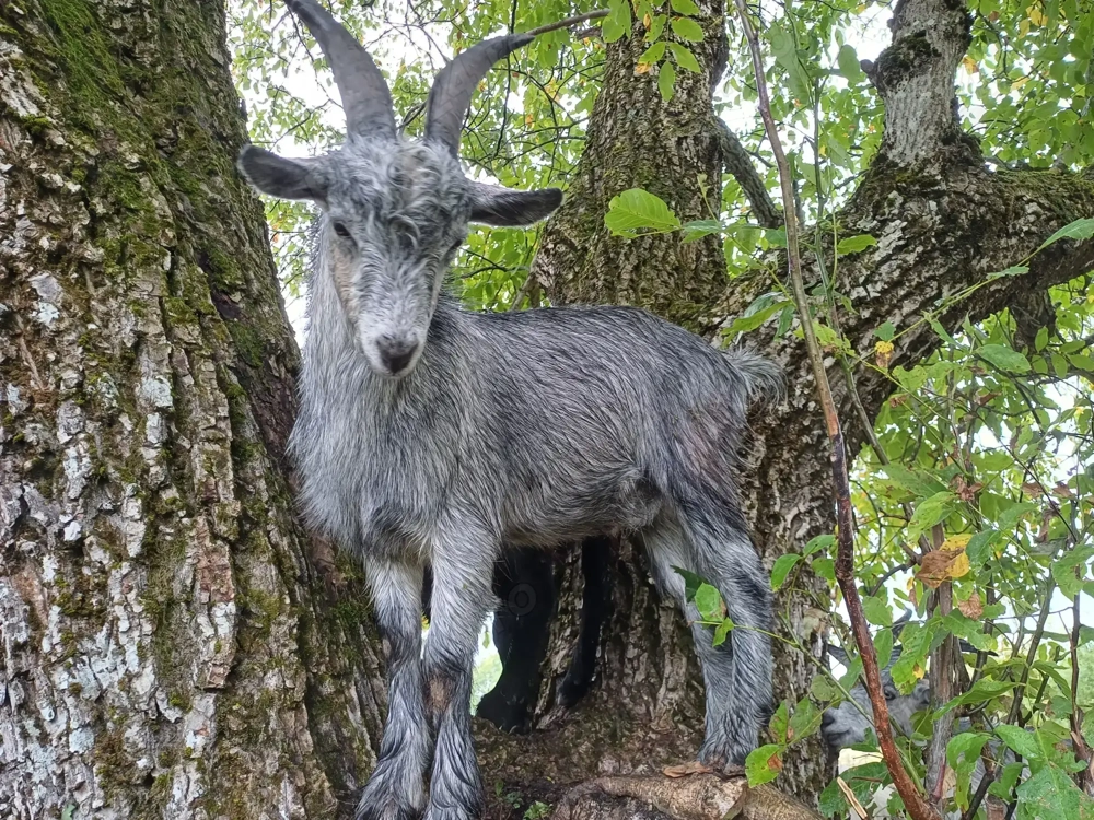 Vând iezi pentru sacrificat