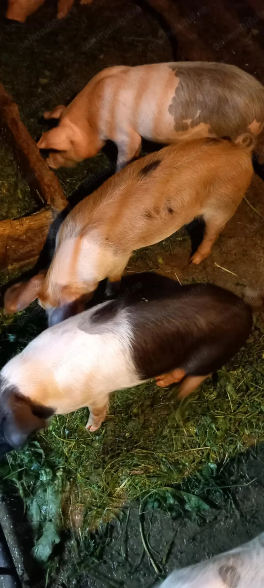 Vând purcei de carne 