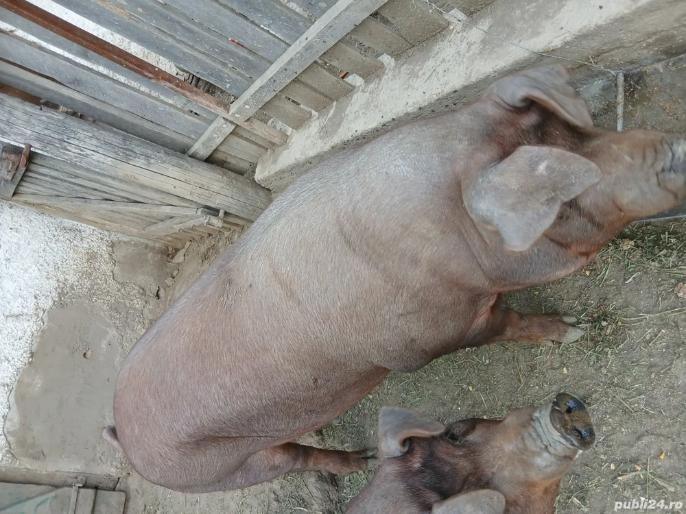 vand porc  vand porc