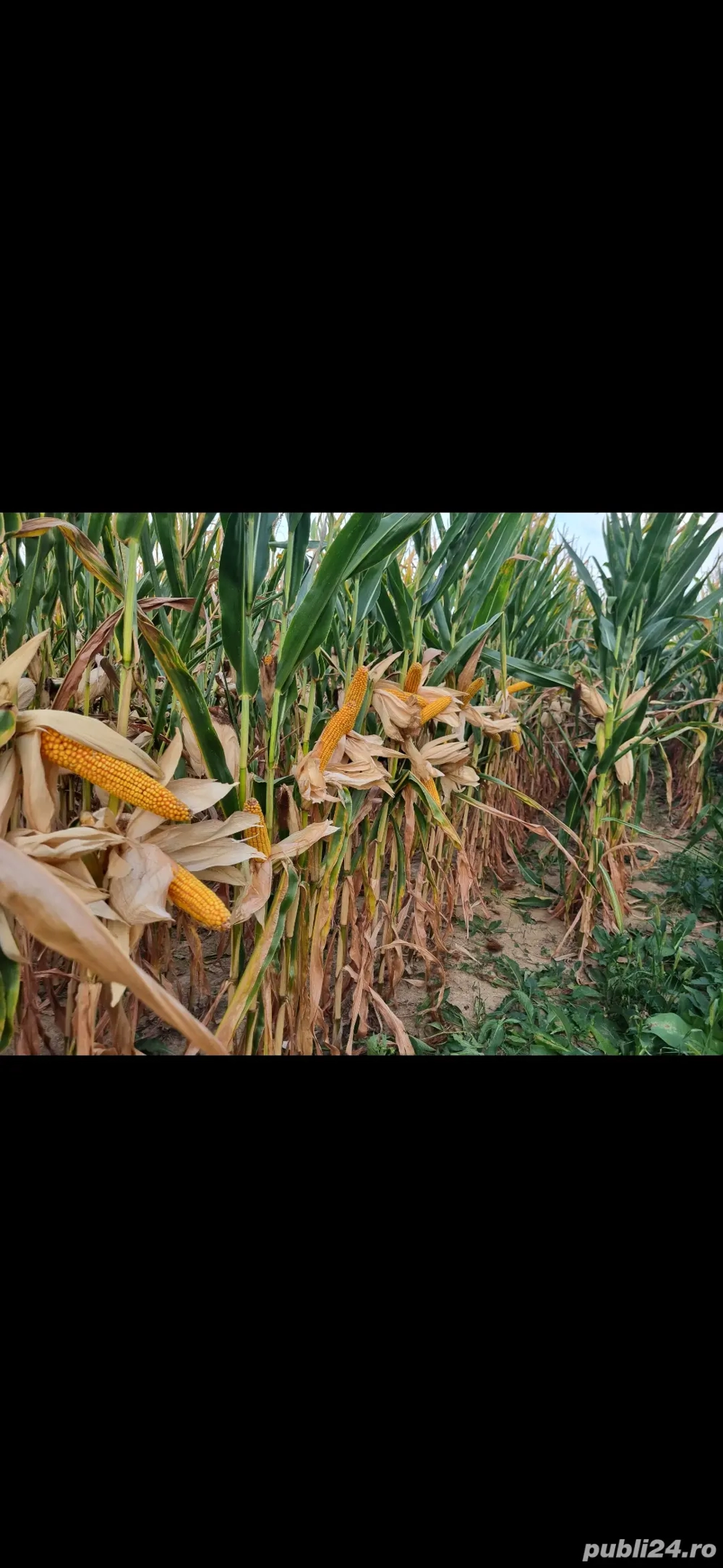 Vand porumb boabe si știuleți 2025