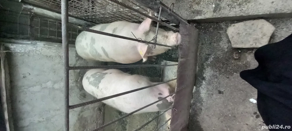 avem 3 porci de vanzare  avem 3 porci de vanzare