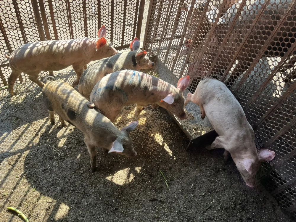 Vând purcei sănătoși   2 luni!    Vând purcei sănătoși   2 luni!