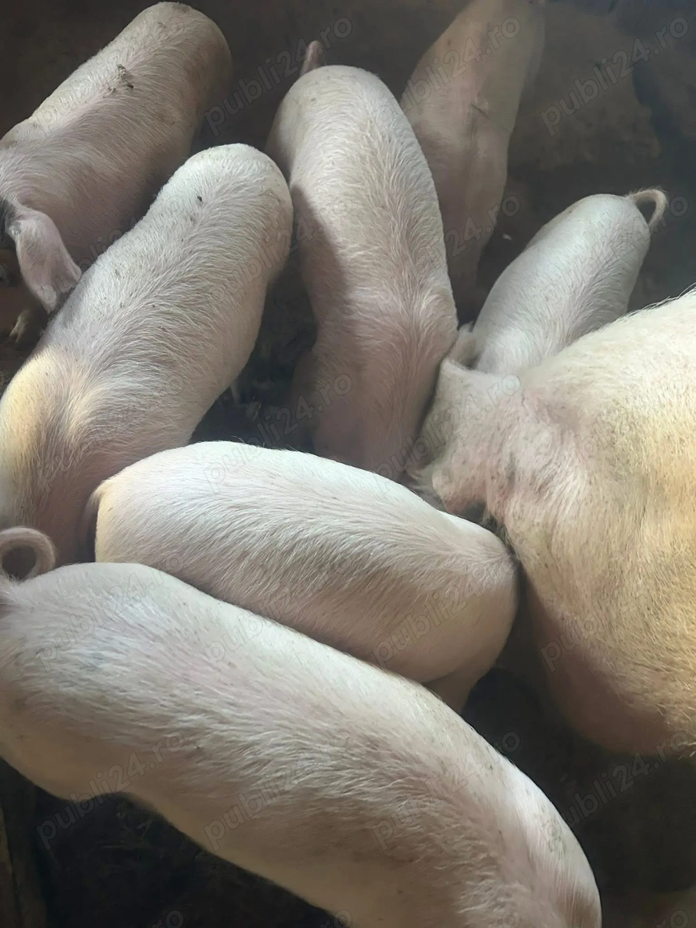 Vând 15 purcei ,8 săptămâni Vând 15 purcei ,8 săptămâni