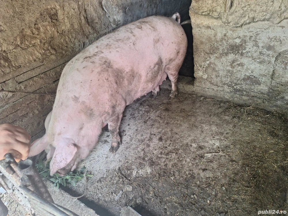 Vând scroafa 300+ 13 lei kg  Vând scroafa 300+ 13 lei kg