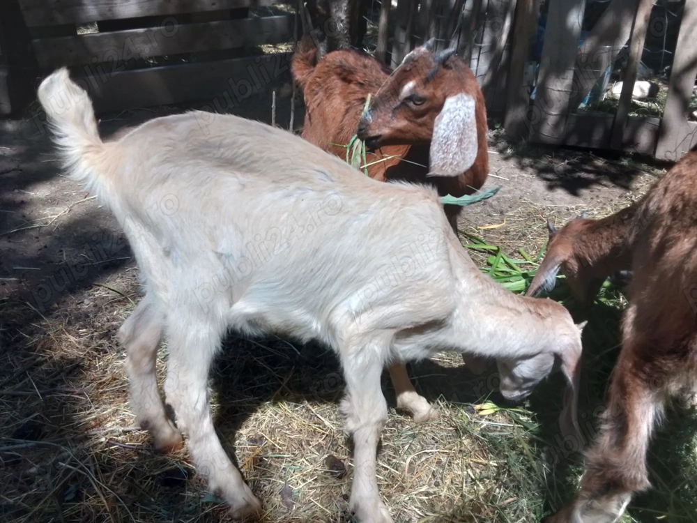 ieduti anglo-nubieni de vanzare