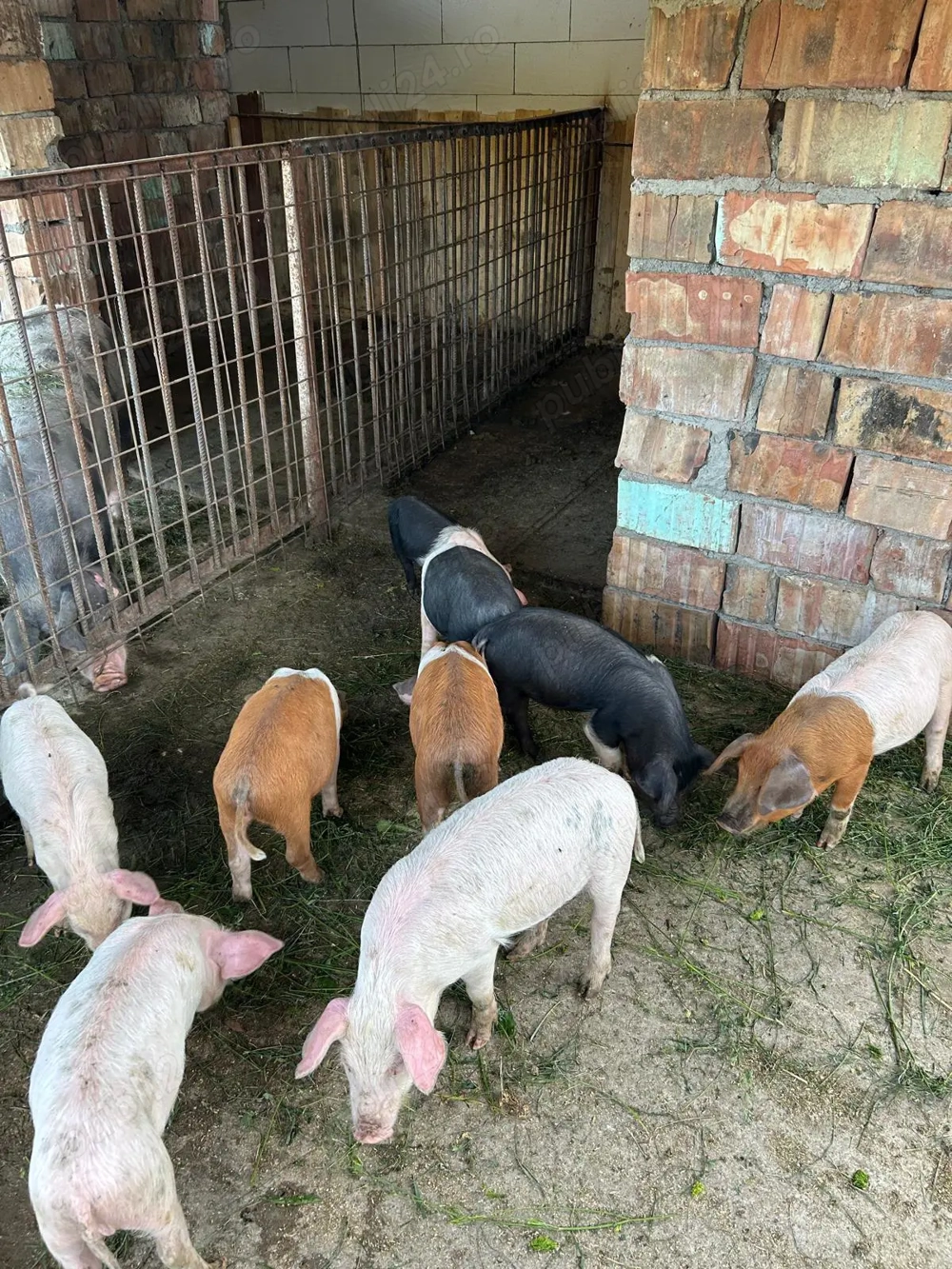 Purcei de vînzare. Purcei de vînzare.