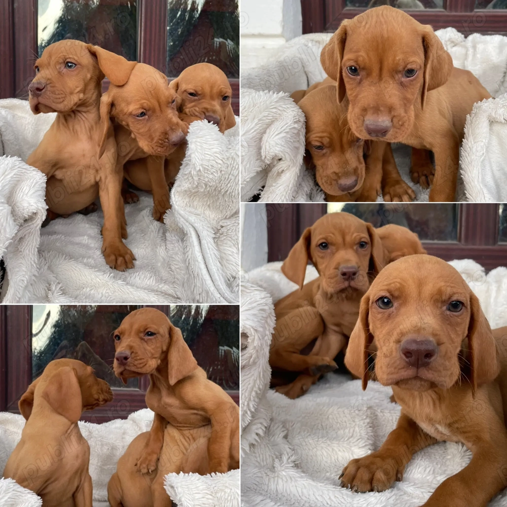 Pui de vijla vizsla viszla maghiara