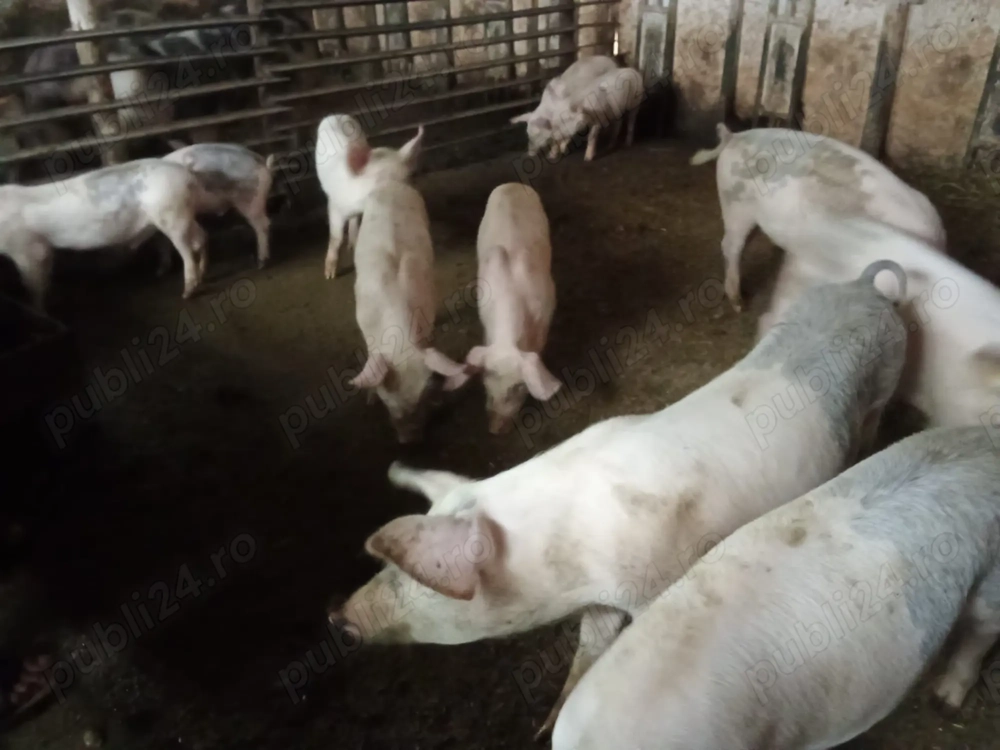 Vând purcei, marele alb cu landrace