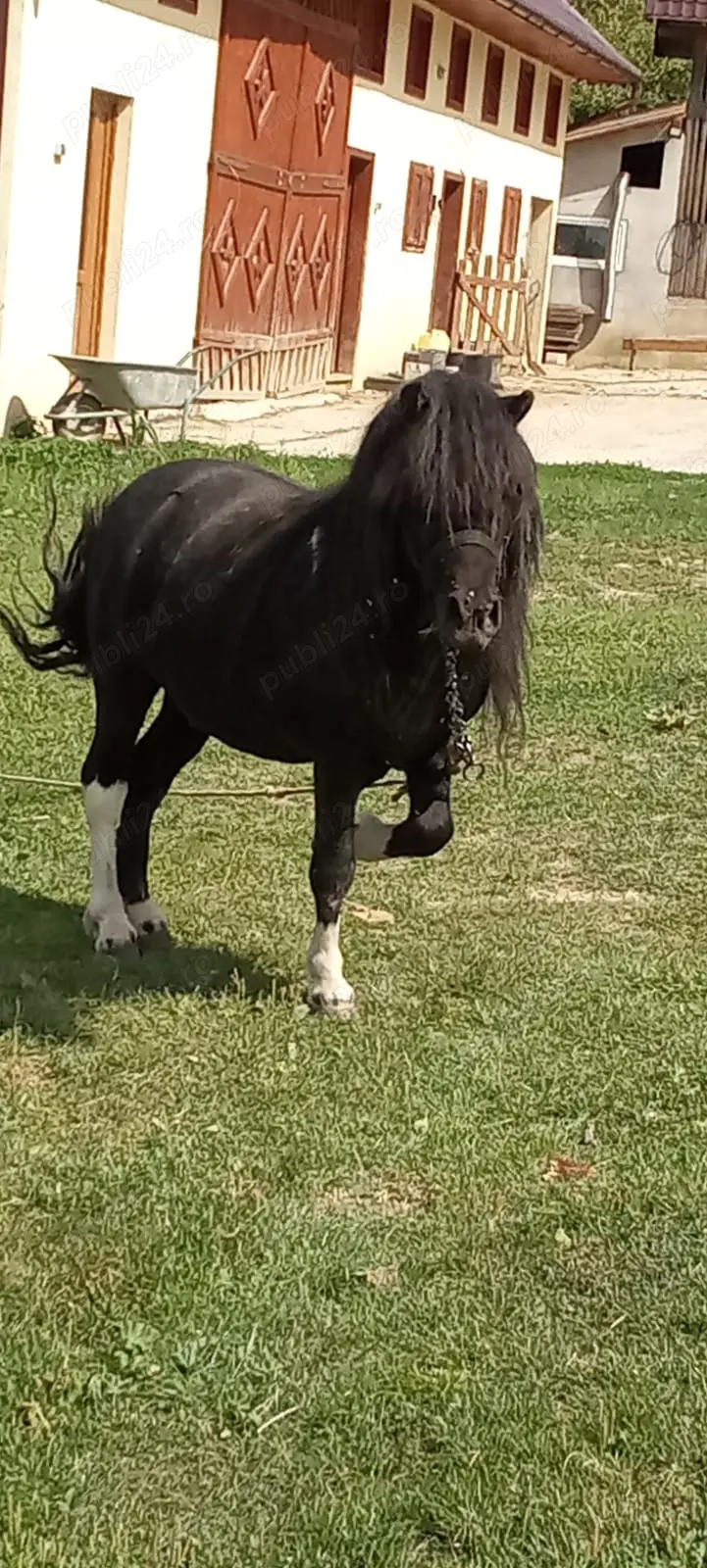 Vând ponei armăsar Vând ponei armăsar