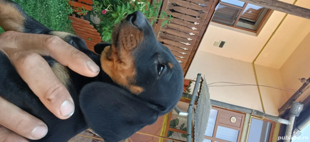 teckel de vânzare  teckel de vânzare