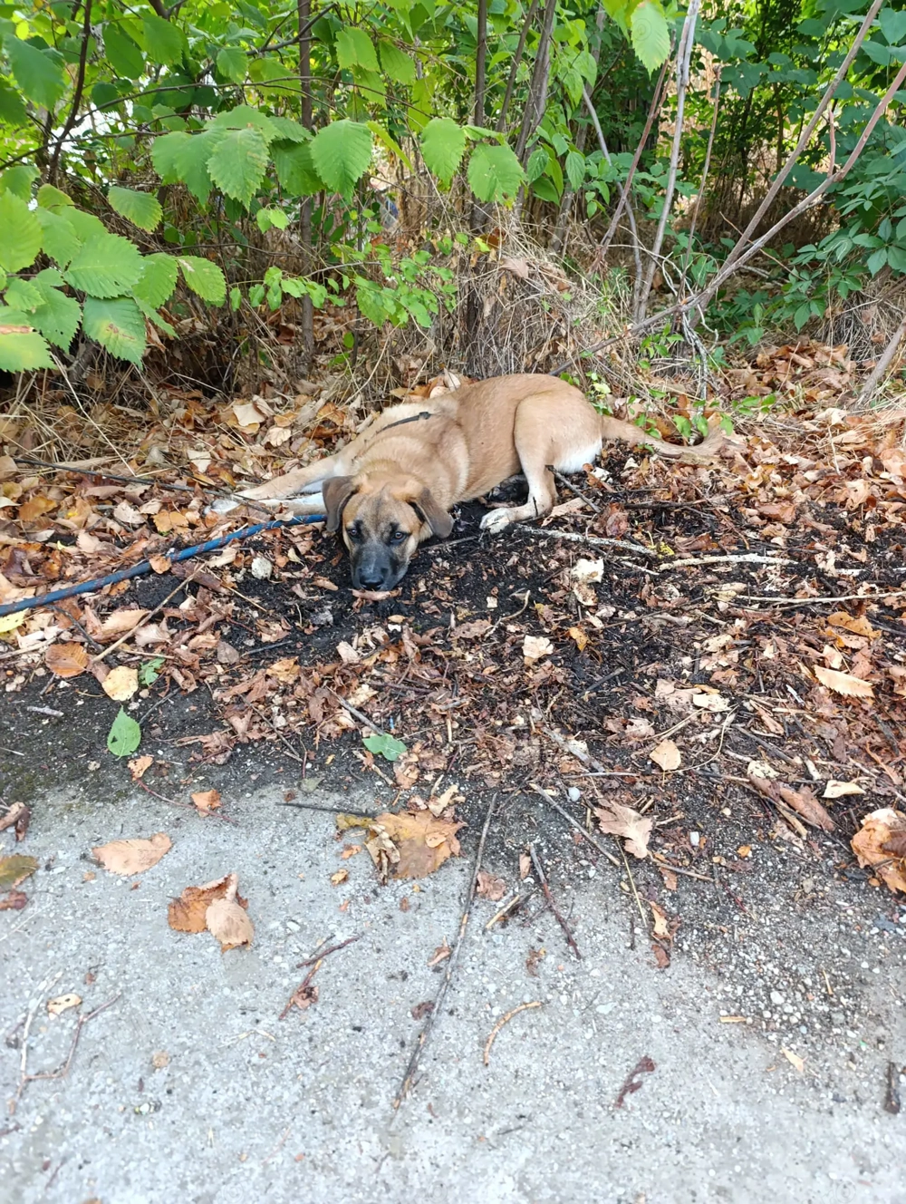 donez caine de rasa donez caine de rasa