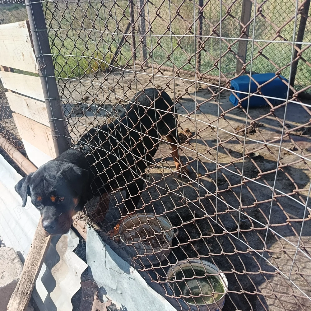 Vând Rottweiler  Vând Rottweiler