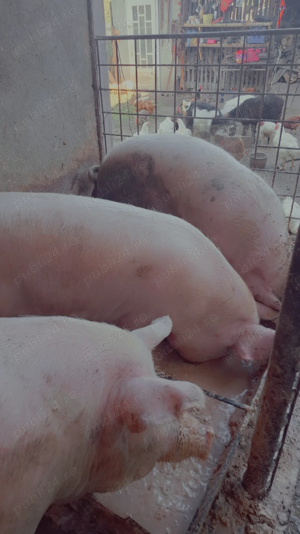 Vind porci de carne crescuți natural Vind porci de carne crescuți natural