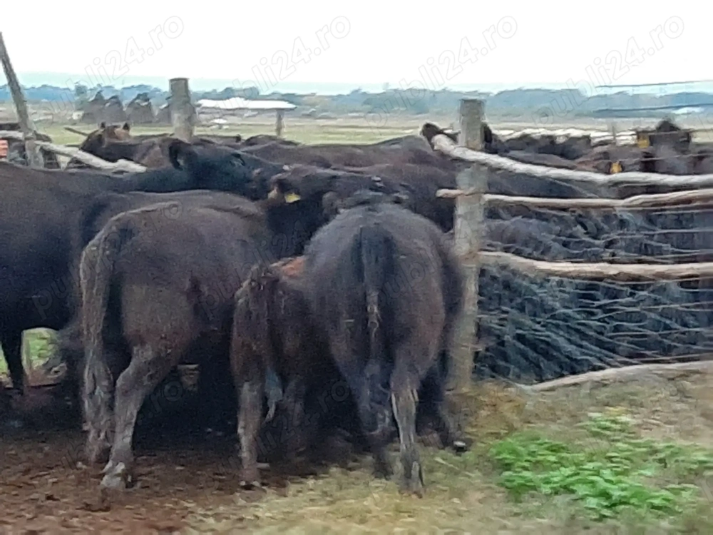 Oferta loc munca ingrijitori bovine