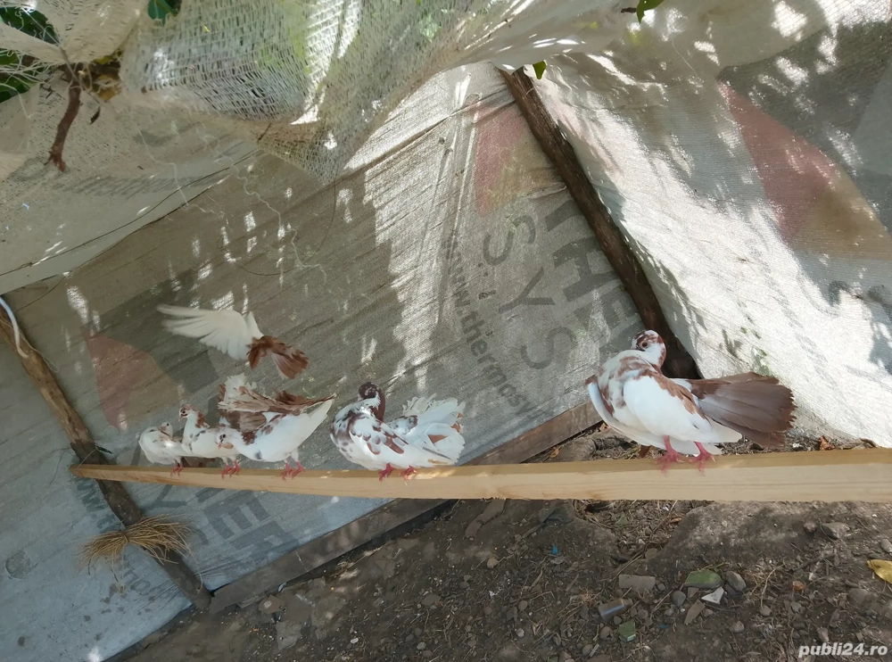 porumbei rotati  porumbei rotati