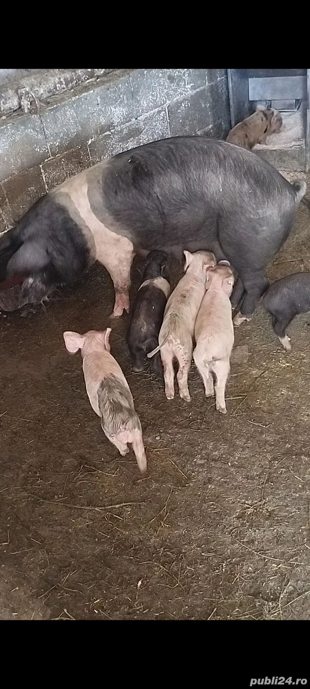 scroafă cu purcei scroafă cu purcei