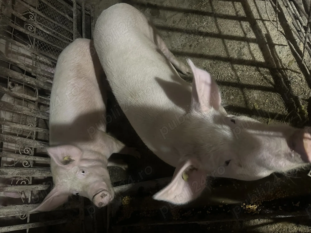 Vând porci și purcei 