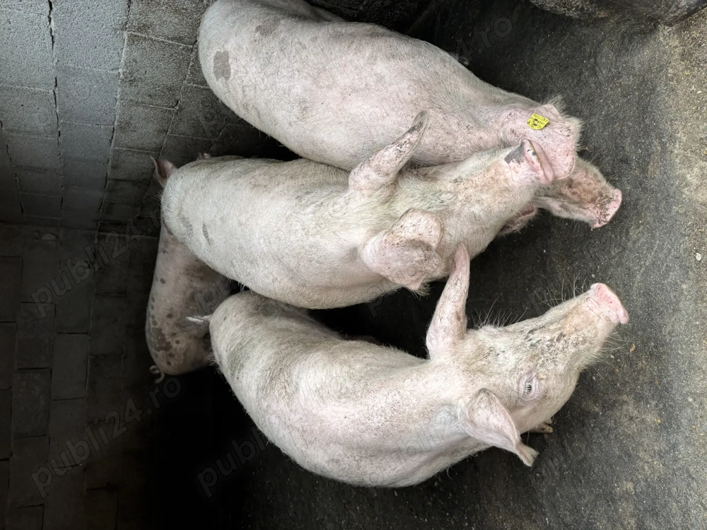 Porci de vanzare 