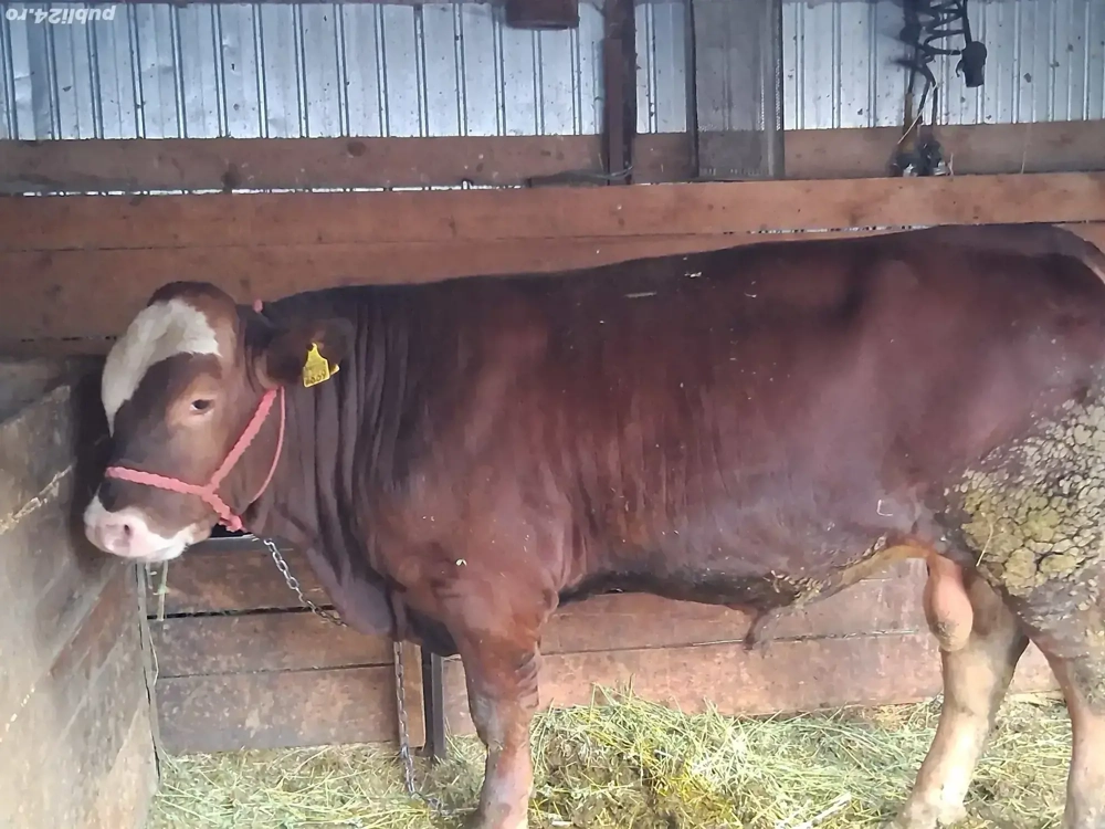 vînd tăuraș vînd tăuraș