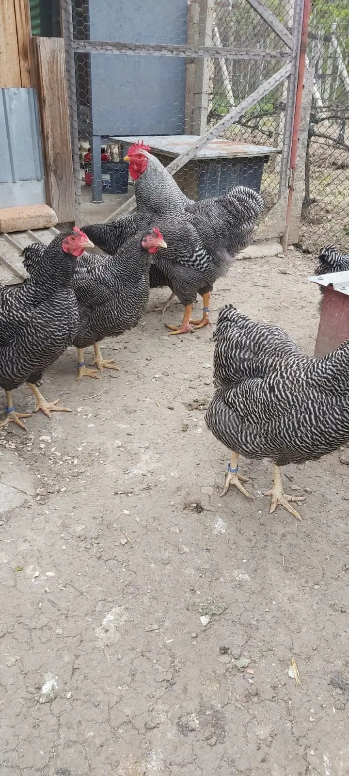 Vând găini Plymouth Rock Barat  Vând găini Plymouth Rock Barat