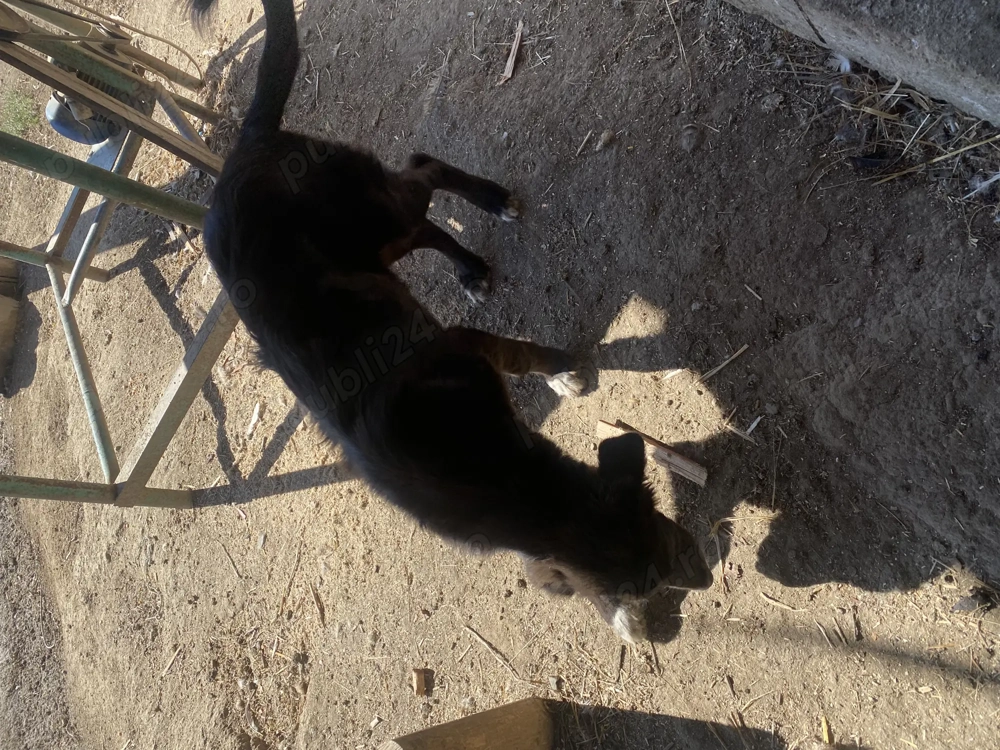  Catea Asia ciobănească  4 luni 