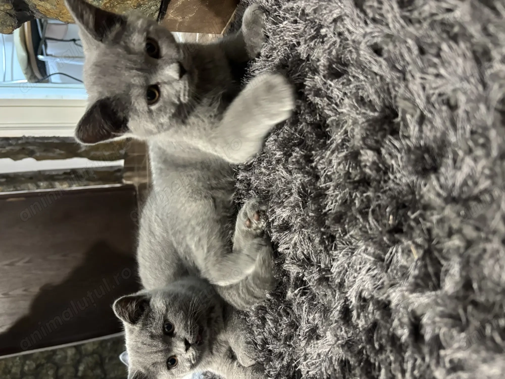 Pui British Shorthair