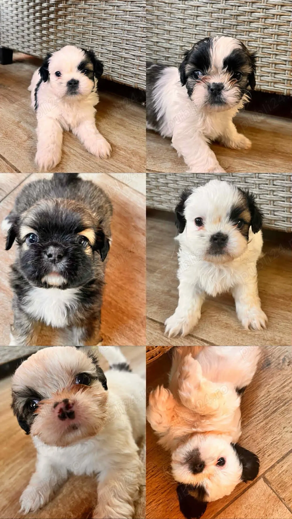 Cățeluși ShiTzu de vanzare