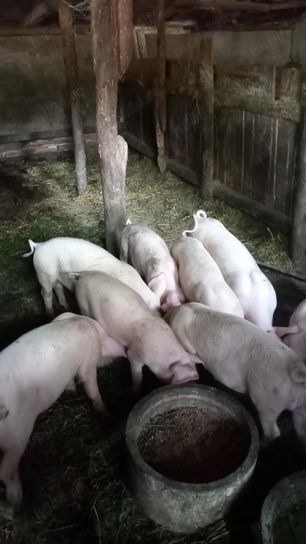 Porci  grasuni frumusei 