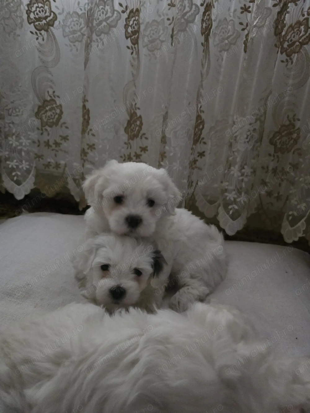 4 Bichoni havanezi rasa pura, 6 saptamani, vaccinați si deparazitați, cu carnet de sanatate.