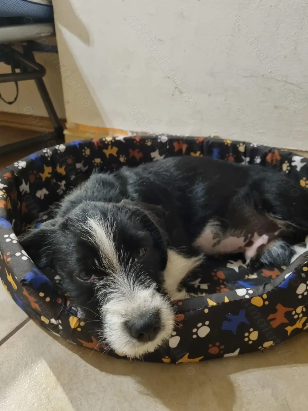 Cățel Terrier Teckel isi cauta stapan