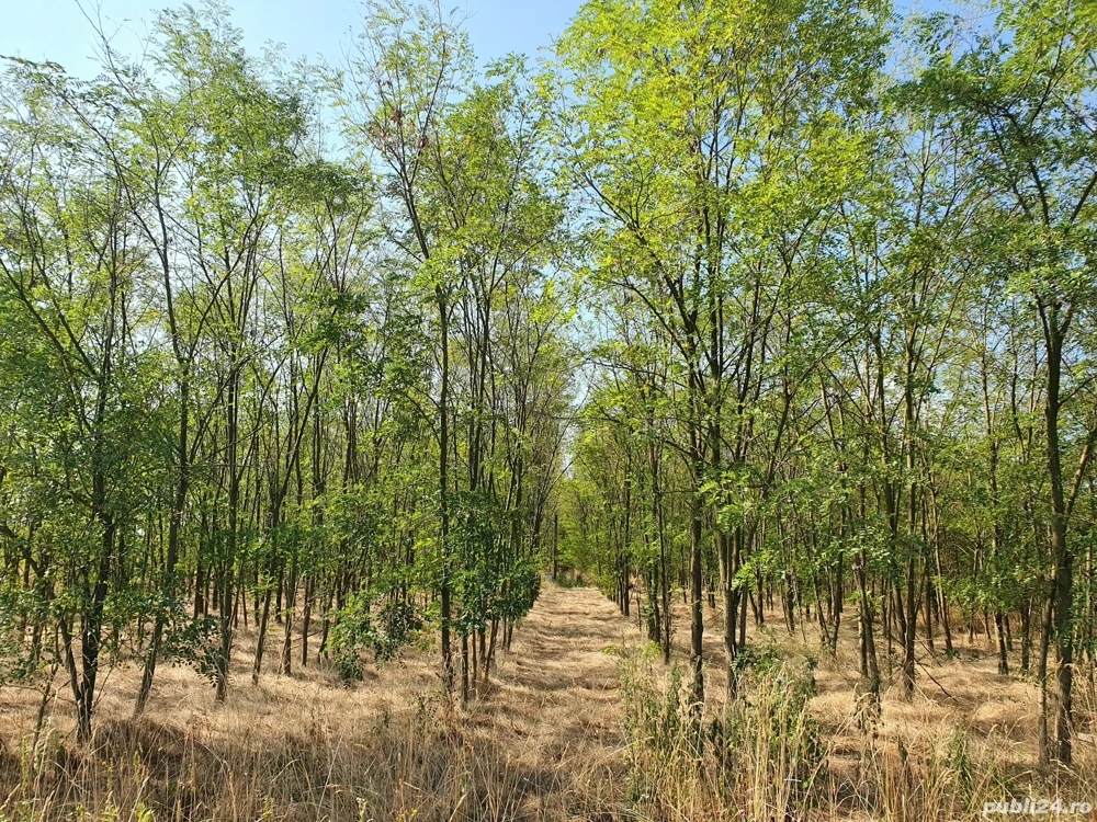 Padure Salcami Ch Cris Padure Salcami Ch Cris