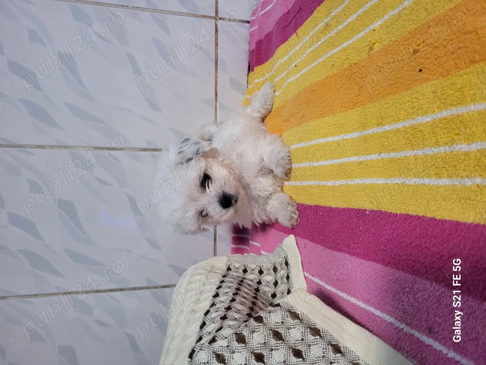 Catelusi Bishon maltez