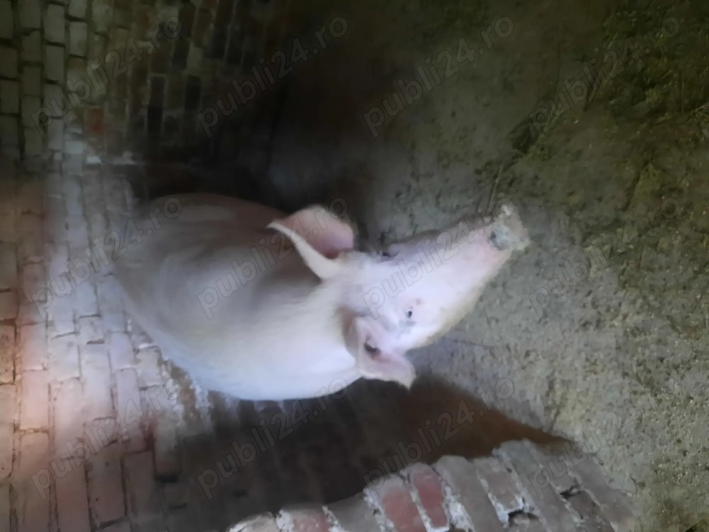 Porc de vânzare 