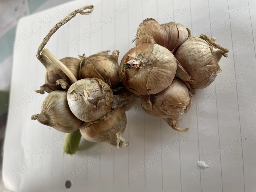 Ceapă egipteană (bulbi-arpagic)