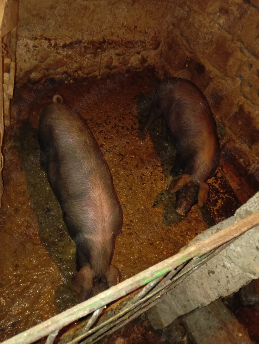 Vând purcei pietrean 50kg Vând purcei pietrean 50kg