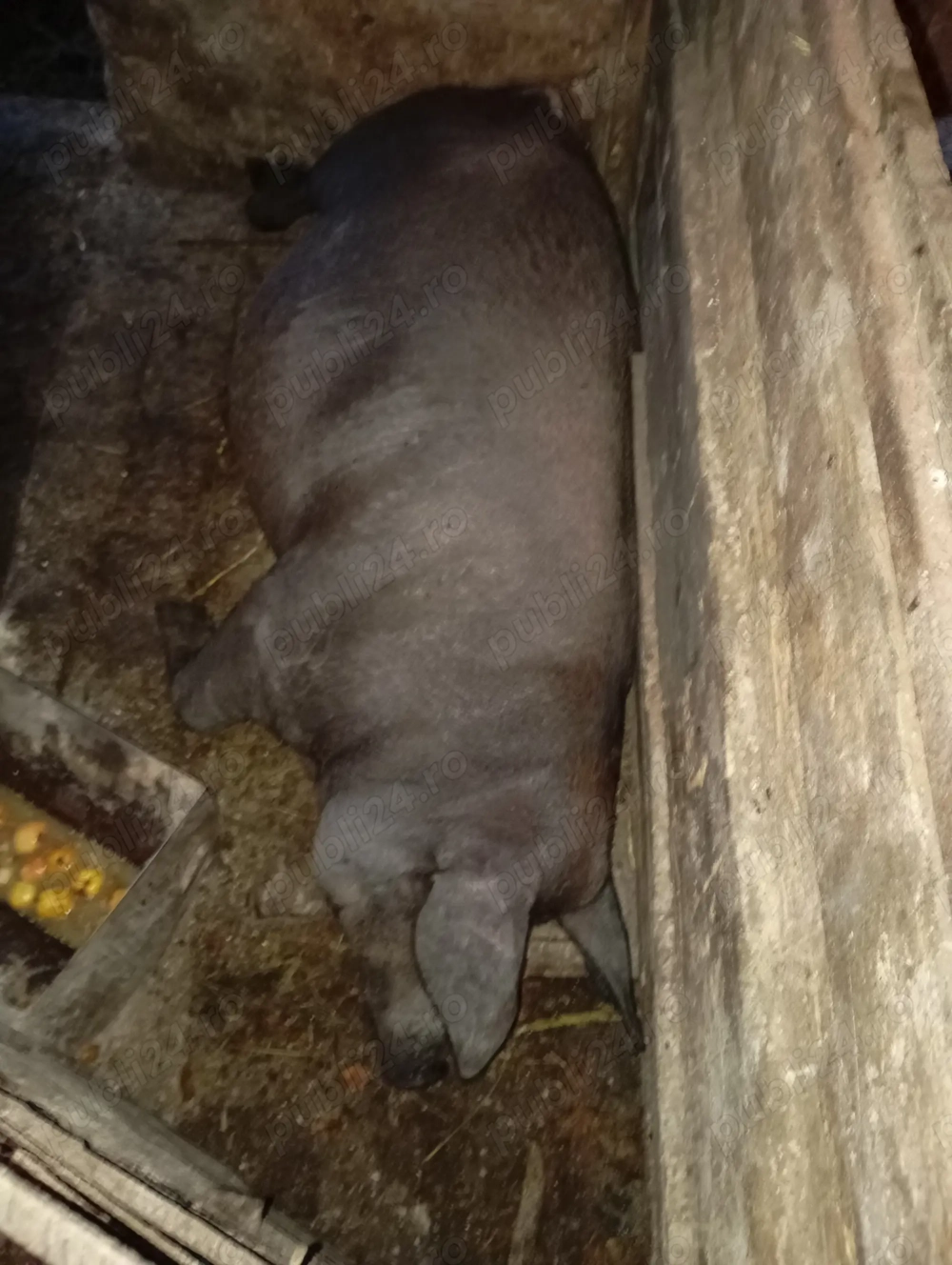 Vând porci pietreni și purcea de carne 