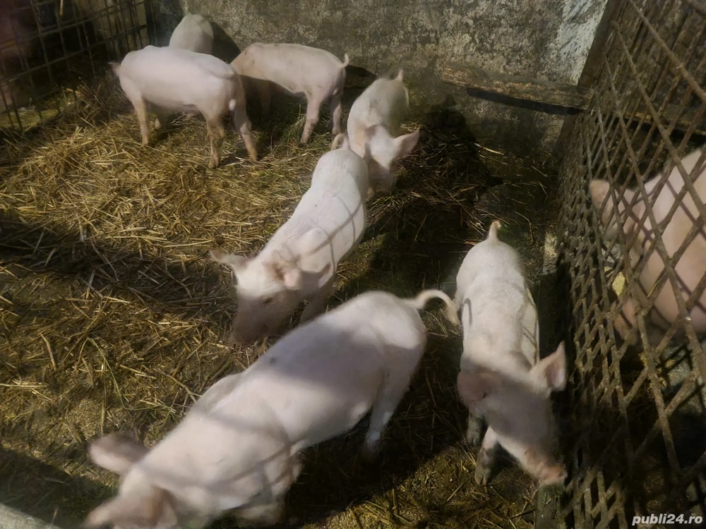 Purcei încărcați  Purcei încărcați