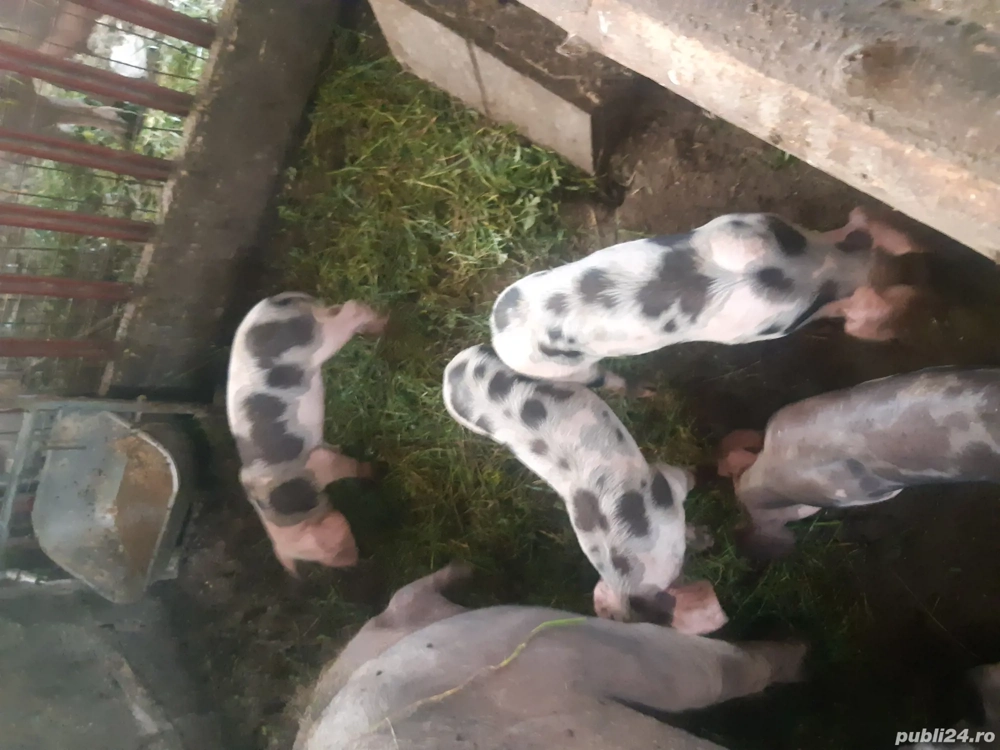 purcei de carne 12 saptamani