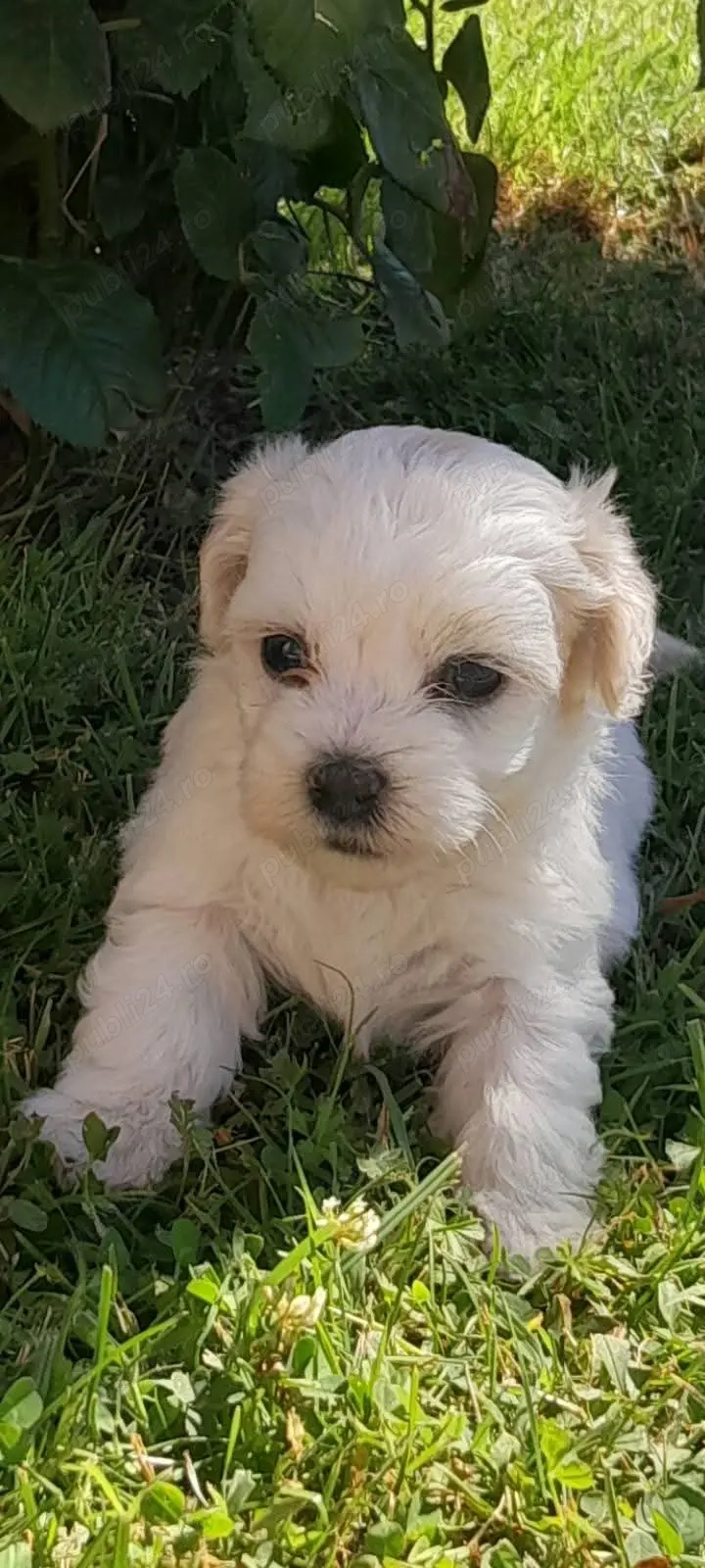 Catelusi de Vanzare Catelusi de Vanzare