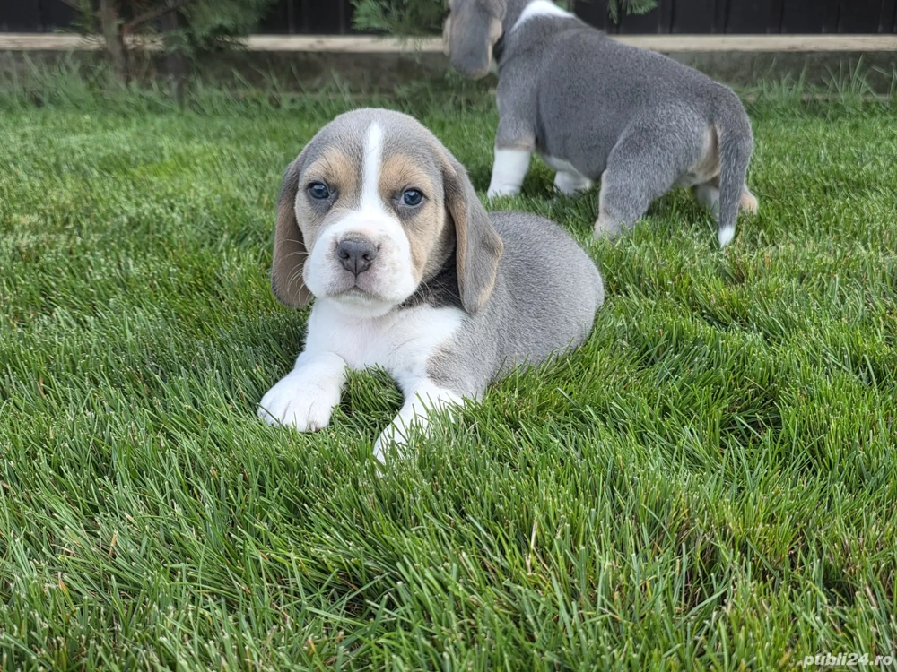 Pui beagle blue