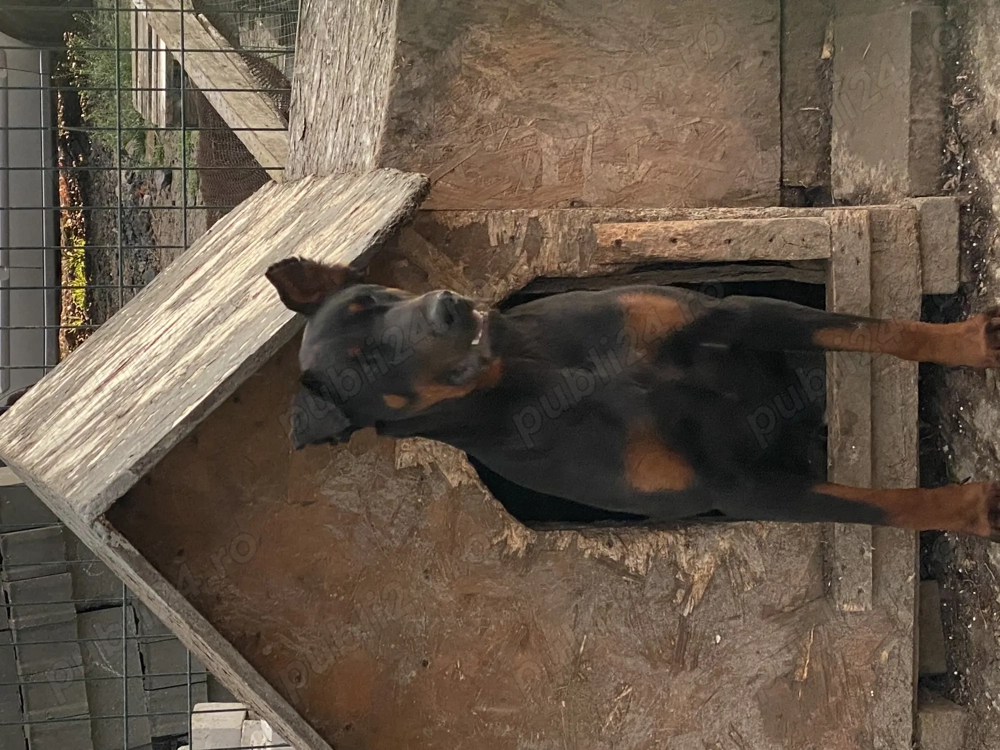 Schimb mascul Doberman sau vând vârsta 1 An Schimb mascul Doberman sau vând vârsta 1 An
