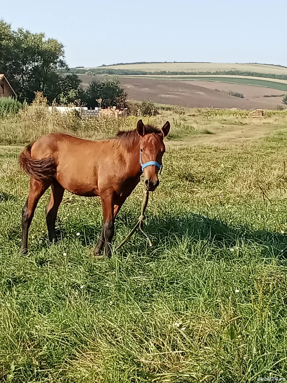 vînd s-au scimb vînd s-au scimb