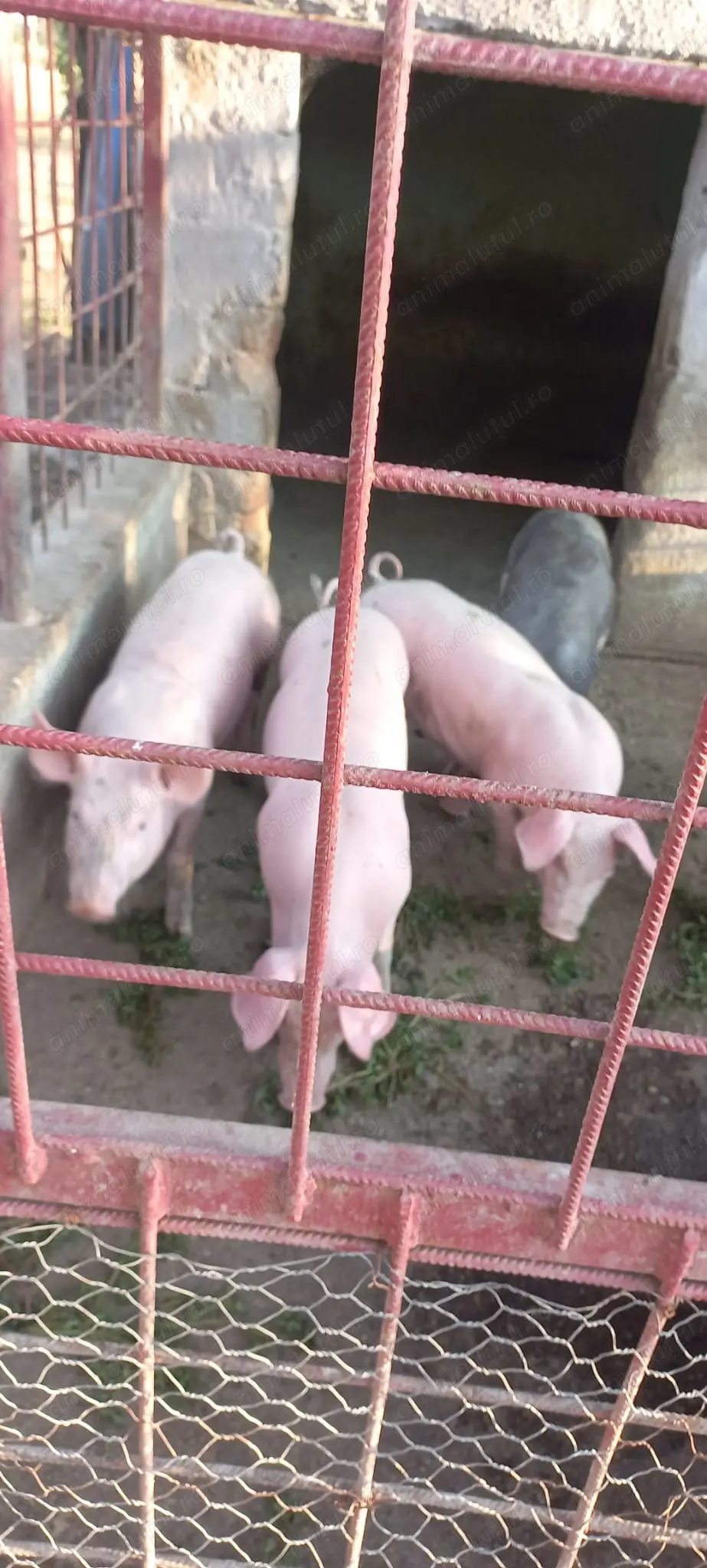 Purcei pietrain de vânzare 