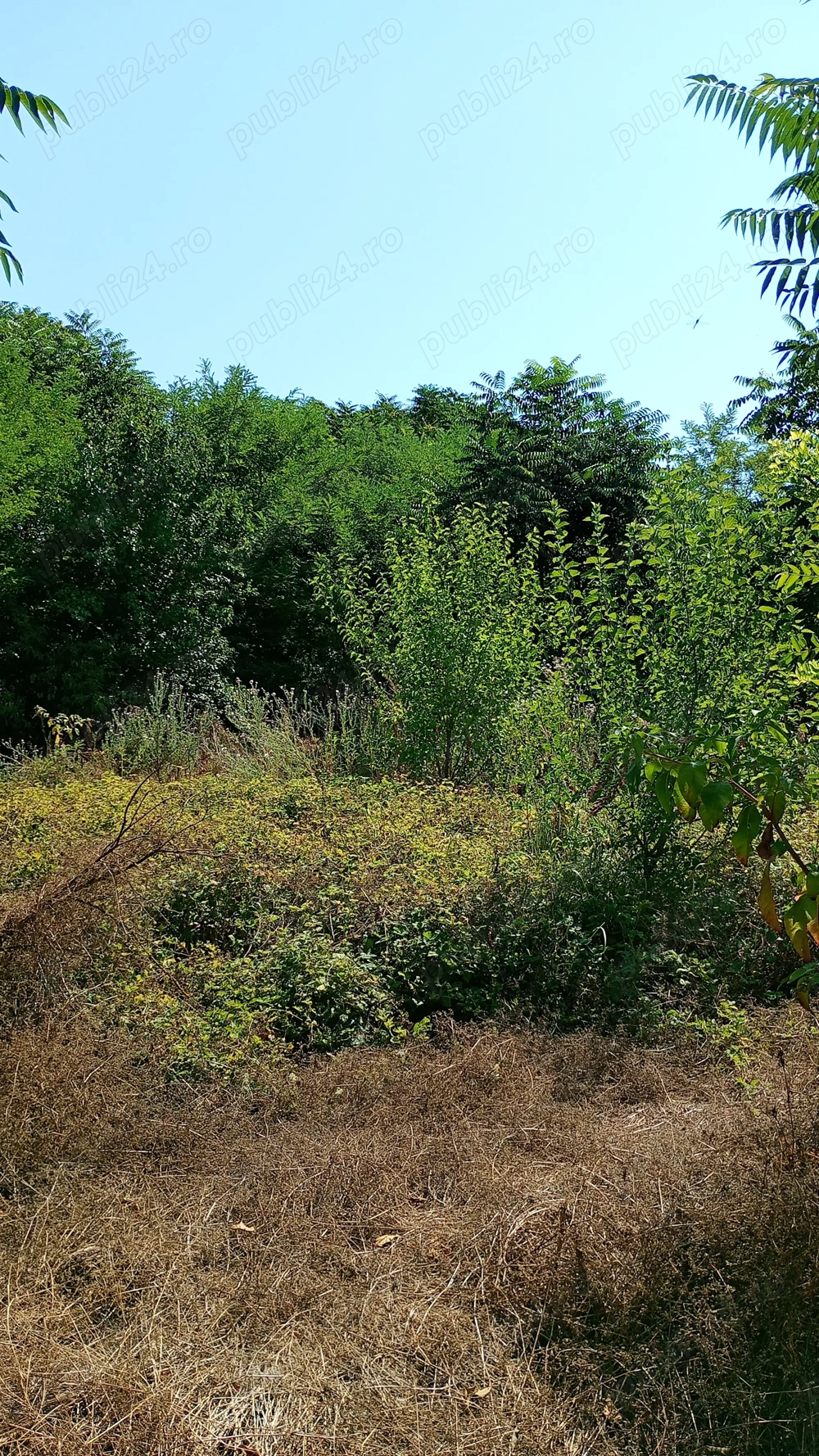 Casă demolabilă cu teren 2500 mp sat Plevna com Lupșanu Călărași apă curent  15000 Euro variante