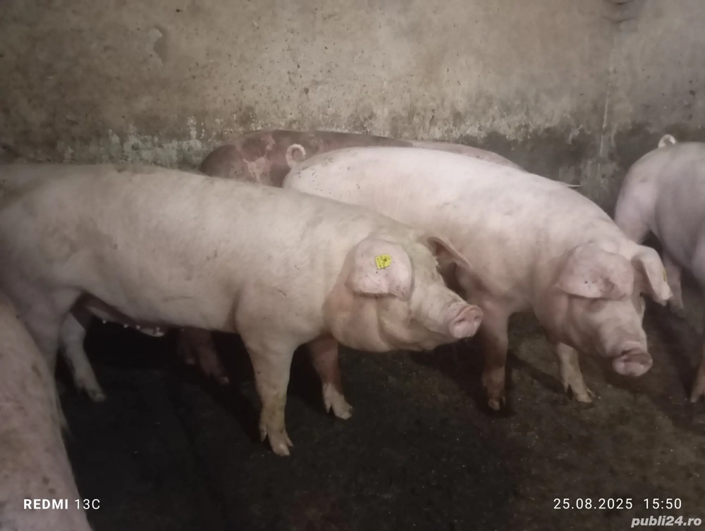 Scrofițe Landrace pentru reproducere 