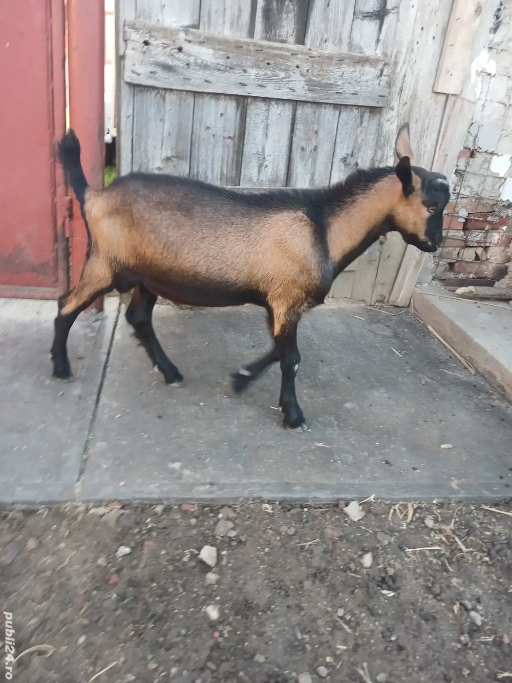 tapi alpini de vanzare si pt monta tapi alpini de vanzare si pt monta