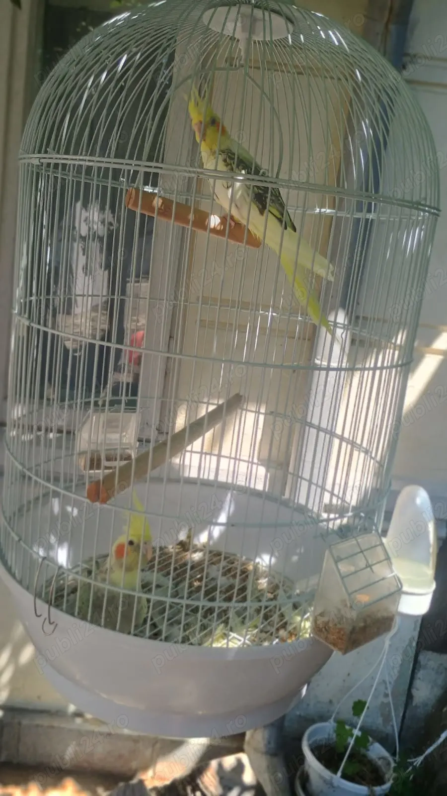 Papagali nimfă cu tot cu colivie  Papagali nimfă cu tot cu colivie